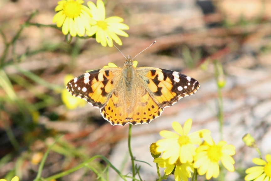 Ninfalidi e Ninfalidi satiridi